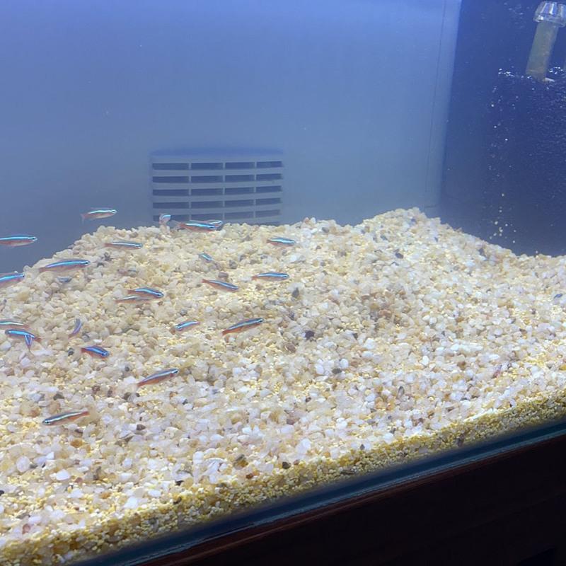 印尼宝莲灯鱼耐活鱼苗批发小鱼好养活水族动物活体宠物灯科观赏鱼 10条