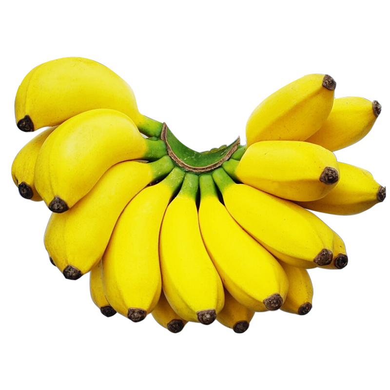 精品5斤装广西小米蕉1053斤新鲜香蕉小芭蕉当季水果整箱皇帝蕉甘鲜生