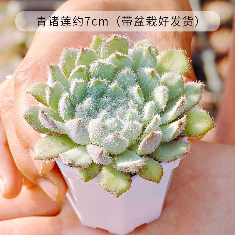 嗨绿 多肉植物盆栽组合多肉盆栽植物花卉室内绿植