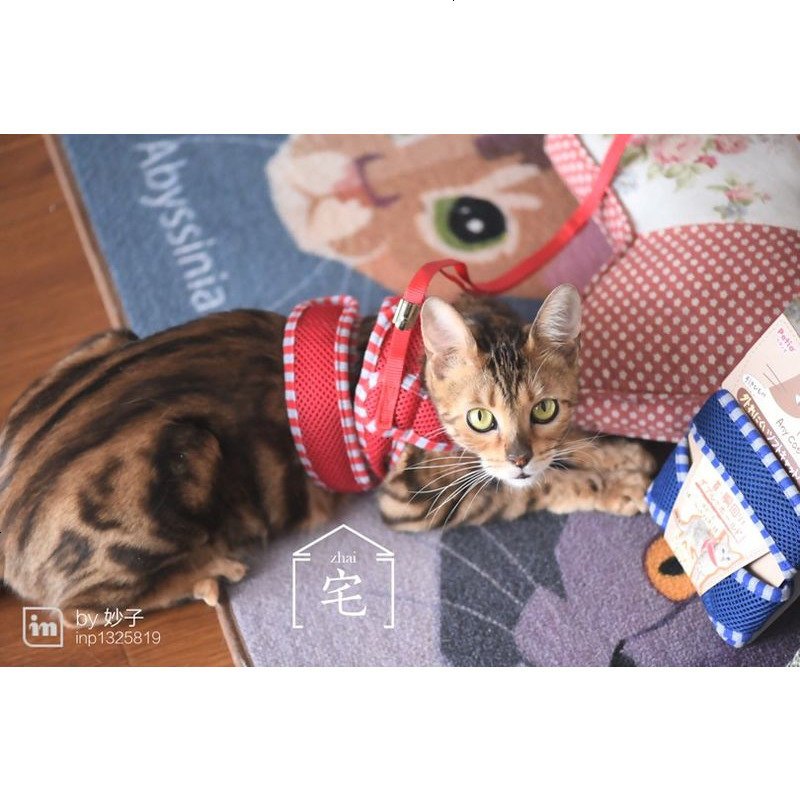 宅猫酱猫用牵引绳根据猫咪体型设计遛猫好物猫咪胸背