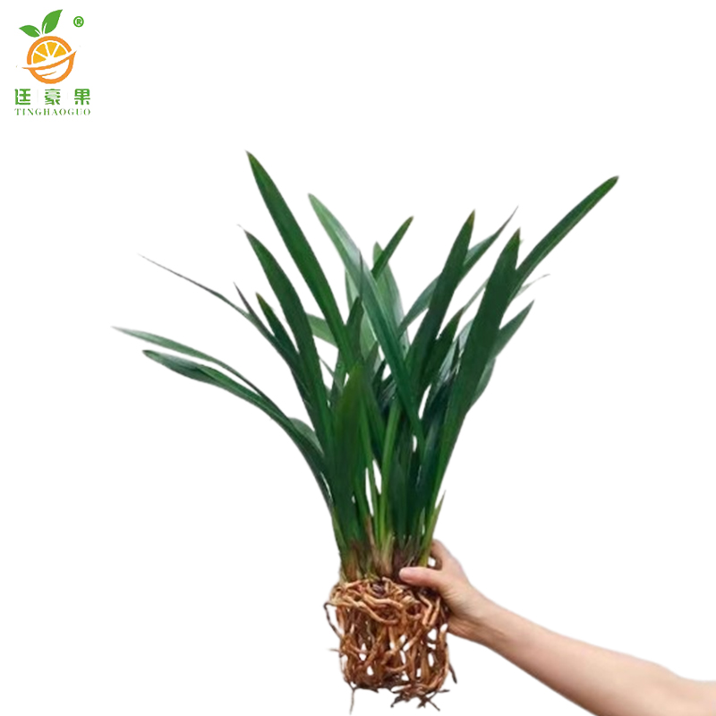 廷豪果 兰花盆栽 40cm高 /盆高清大图