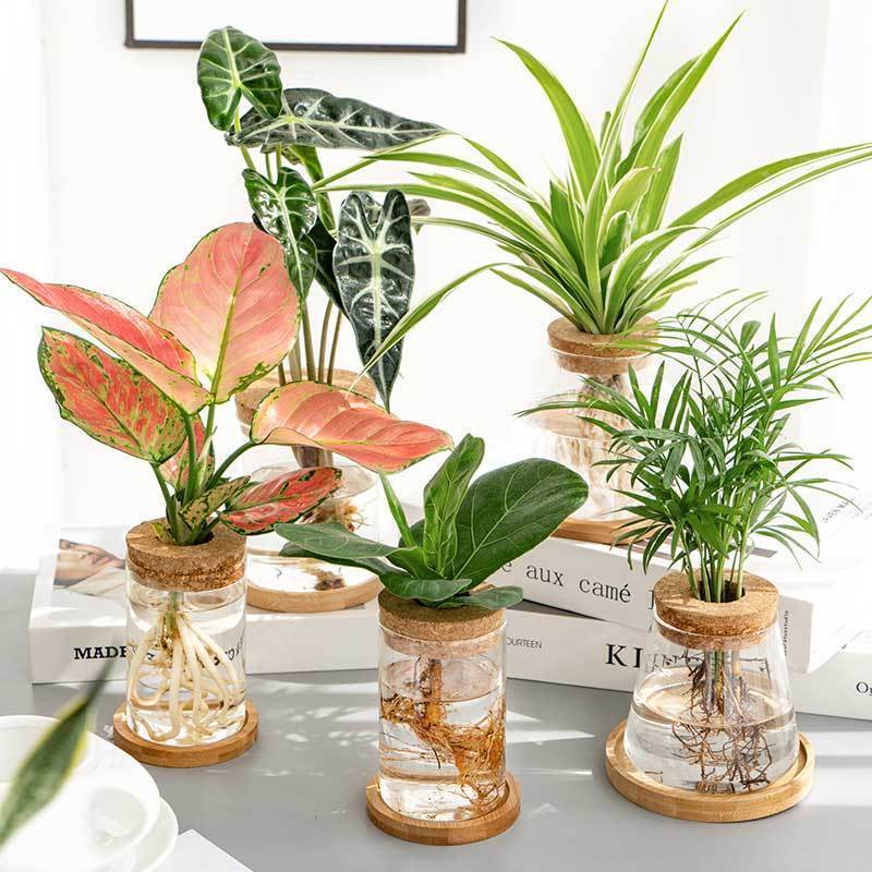 创意玻璃瓶水培透明迷你小花瓶摆件客厅养花植物桌面小摆件工艺品圆柱