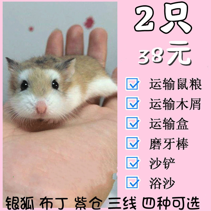 马特维(matewei)宠物仓鼠活物奶茶活三线紫仓