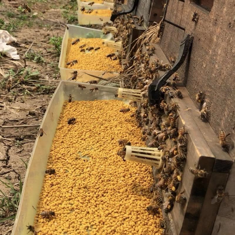 花粉养蜂中蜂油菜杂粉蜜蜂饲料密蜂粮养蜜蜂喂蜂蜂粮蜜蜂饲料 油菜花粉末一斤装【试用装无赠品优惠】图片