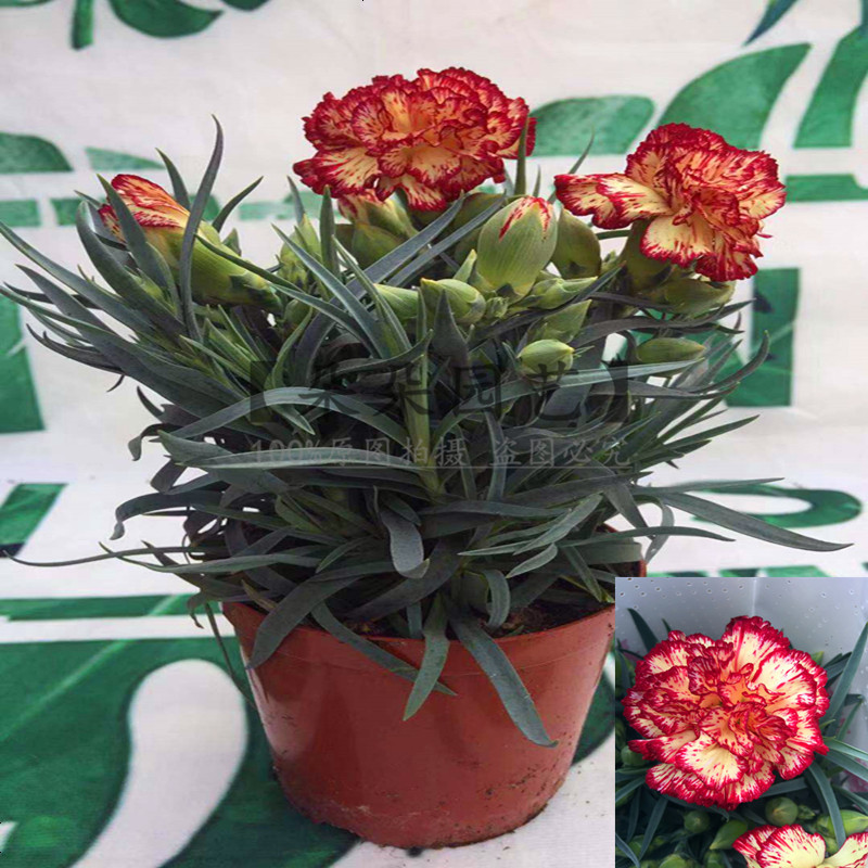 年宵花卉康乃馨绿植盆栽室内观花植物四季懒人植物带花苞耐寒盆栽