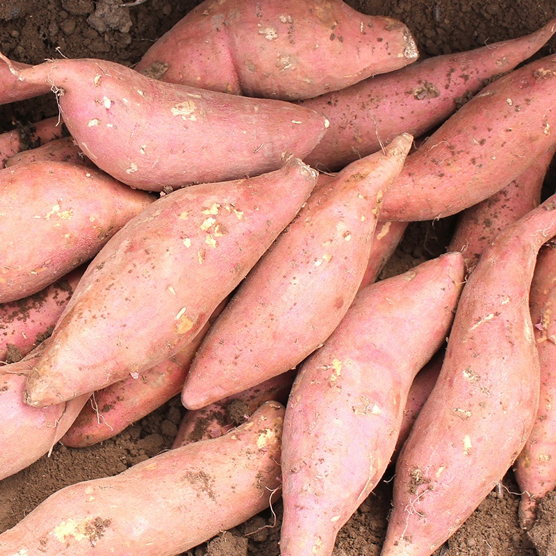 5000g山东沙地黄瓤红糖心烟蜜薯山芋番薯红薯新鲜地瓜