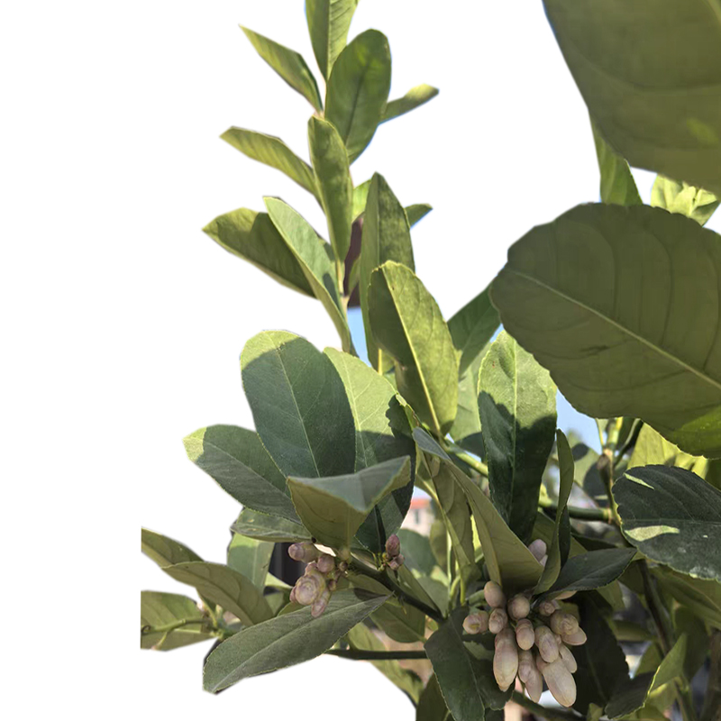 海铁科技芒果树1.5-2.5米高/棵高清大图