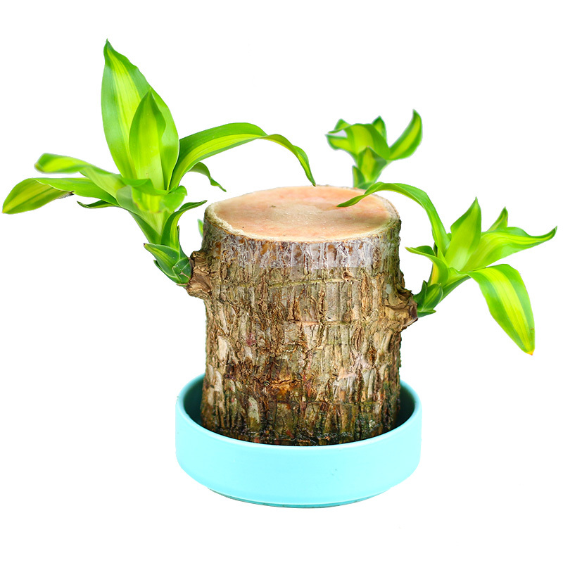 古达巴西木幸运木水养植物小盆栽办公室内格鲁特桌面净化空气水培绿植