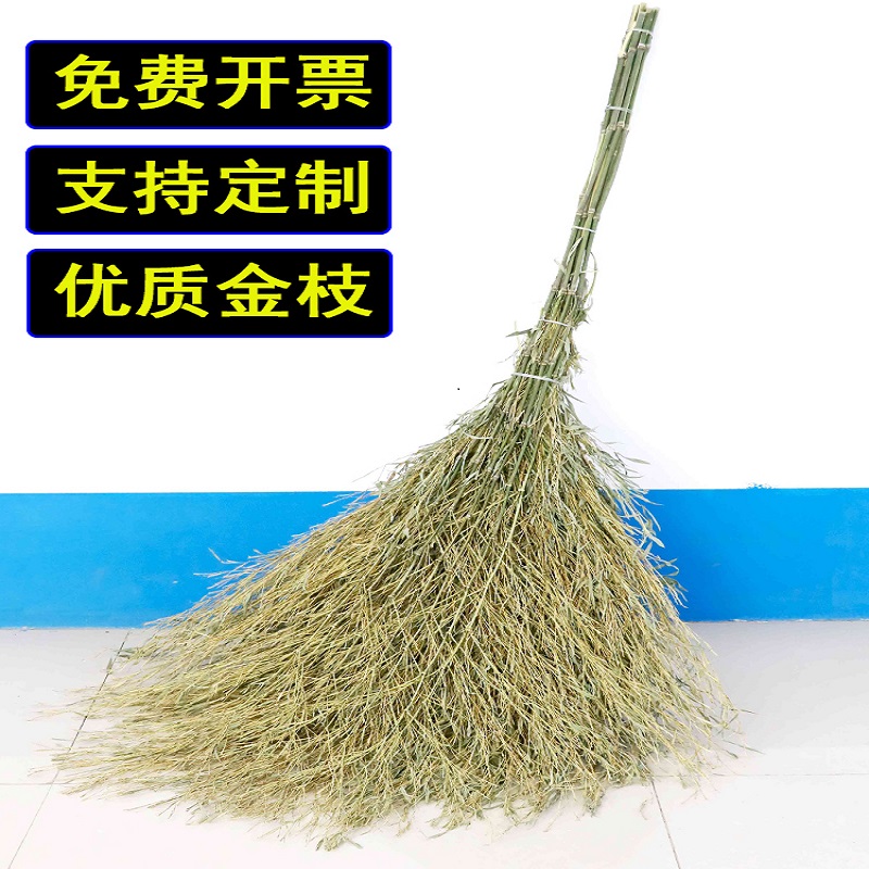 竹苗大扫帚高清大图