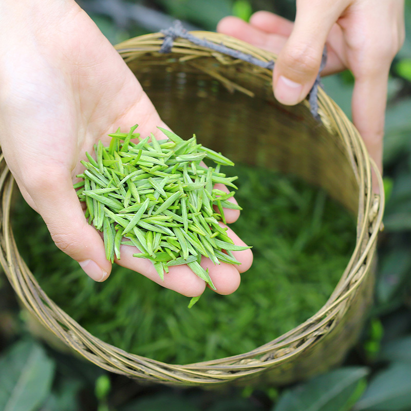 川红 2021年开园头采新茶 特级雀舌绿茶 浓香型嫩芽芽头茶叶100g/盒