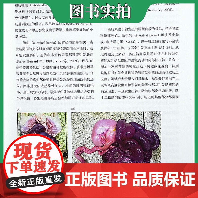 套装2本一套 猪病学 第11版 规模化猪场疾病信号监测诊治辩证法一本通图谱 9787559121295 978751高清大图