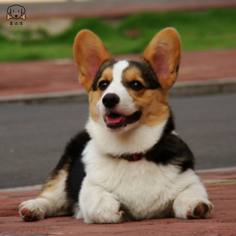 麦比佳纯种柯基犬幼犬狗狗活体小体柯基狗双血统级宠物狗狗公母视频挑选小短腿小型犬包健康疫苗驱虫做好图片