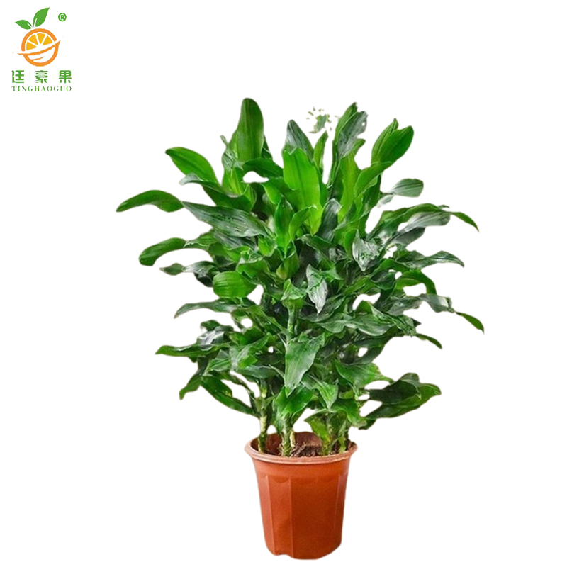 廷豪果 螺纹铁 80cm /盆高清大图