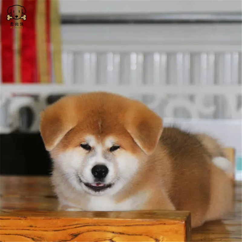麦比佳秋田犬 纯种秋田犬幼犬中大型秋田犬狗狗活体血统级精品日系秋田日本赛级秋田家庭犬公母视频挑选包健康秋田柴犬高清大图