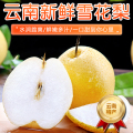 【西沛生鲜】云南新鲜雪花梨 净重5斤 大果 单果200g+ 新鲜脆梨水果当季现摘现发雪花梨孕妇水果头茬新果