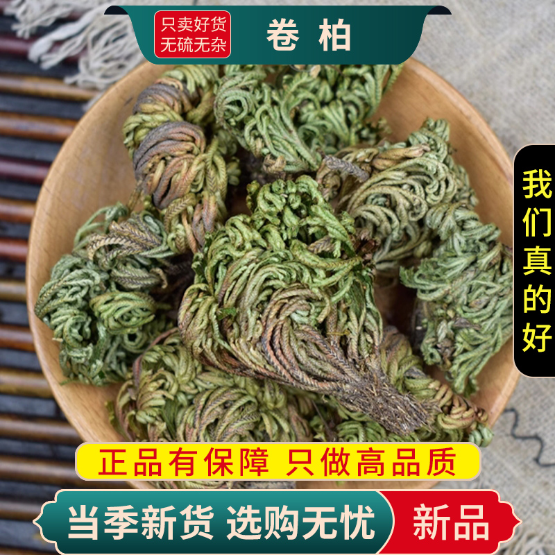 甄选卷柏100克柏岩柏草九死还魂草小叶石柏阳草一把抓9260高清大图