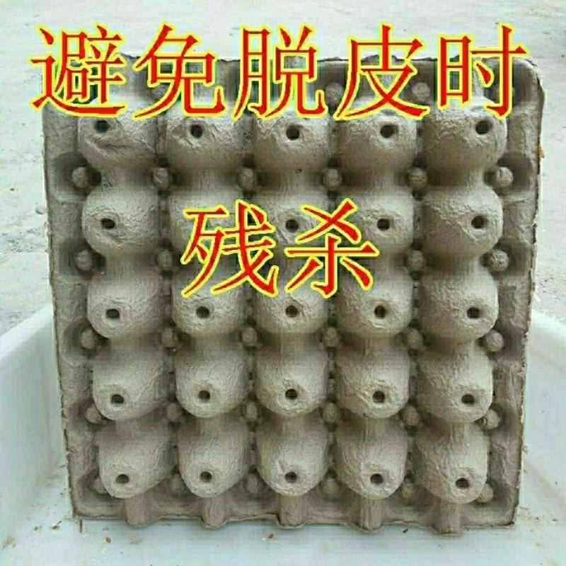 蝎子专用托纸质好10张 蝎子苗养殖专用蛋托普通蛋托便宜好用家庭宠物小精灵昆虫通用蛋托
