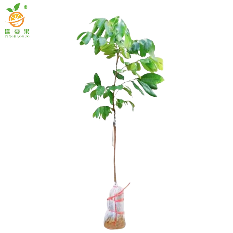 廷豪果 莲雾 绿植 高1-1.5m /棵高清大图