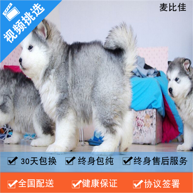 麦比佳 纯种巨型阿拉斯加幼犬活体宠物 熊版十字脸阿拉斯加雪橇犬 双血统烟灰色桃脸阿拉斯加幼犬巨大型雪橇犬阿拉斯加犬高清大图