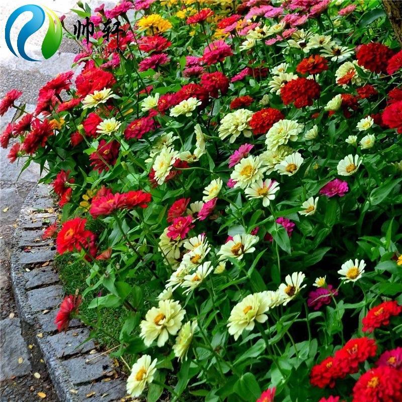 北园湖格桑花种子波斯菊花种子太阳花种子混色野花组合种子植物花籽百日草种子格桑花种子1000粒 肥料1报价 参数 图片 视频 怎么样 问答 苏宁易购