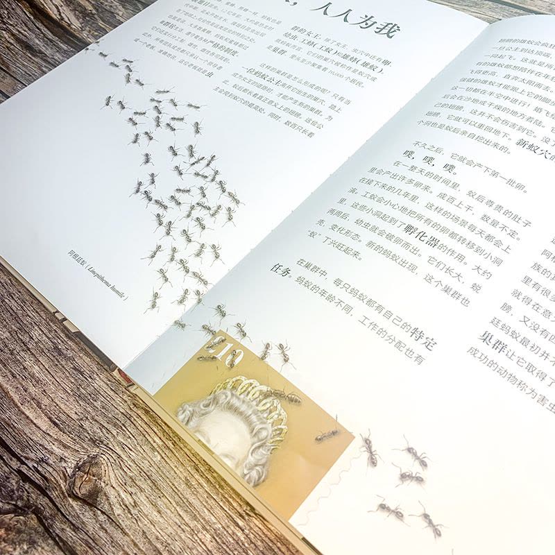 不可思议的昆虫大书 [正版]浪花朵朵浪花朵朵 不可思议的昆虫大书 8岁以上超精细手绘图达尔文生物科学观察自然科普书籍图片