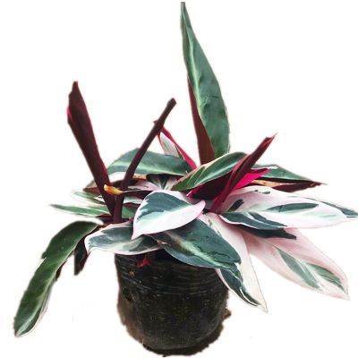 [推荐]凤凰羽水培七彩竹芋植物室内绿植花卉盆栽水养好养客厅花 凤凰