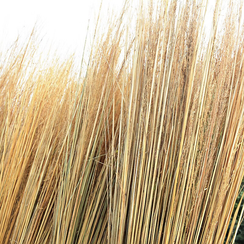 谋福 芨芨草大扫把植物织机扫把 环卫大笤帚保洁用品扫帚(10件装)高清大图