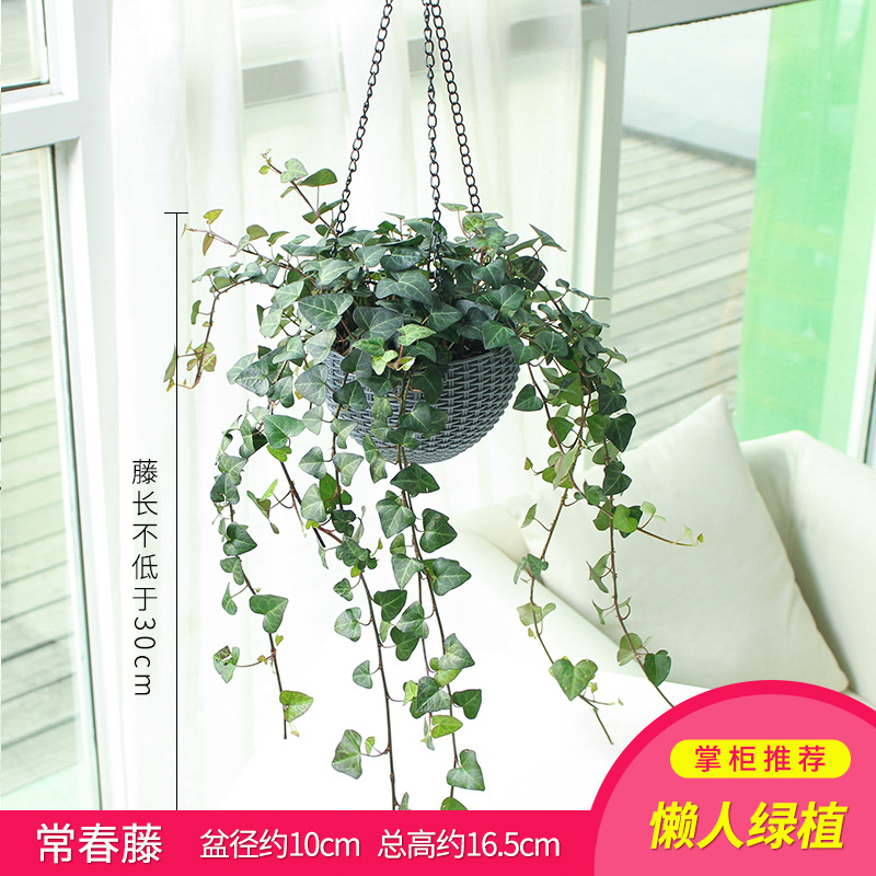 符象园艺用品常春藤盆栽植物室内家用大垂吊客厅水培净化空气绿植盆景装饰150 常春藤 小藤条花盆 灰 叶型随机 带盆栽 好 价格图片品牌报价 苏宁易购乾鼎园艺专营店