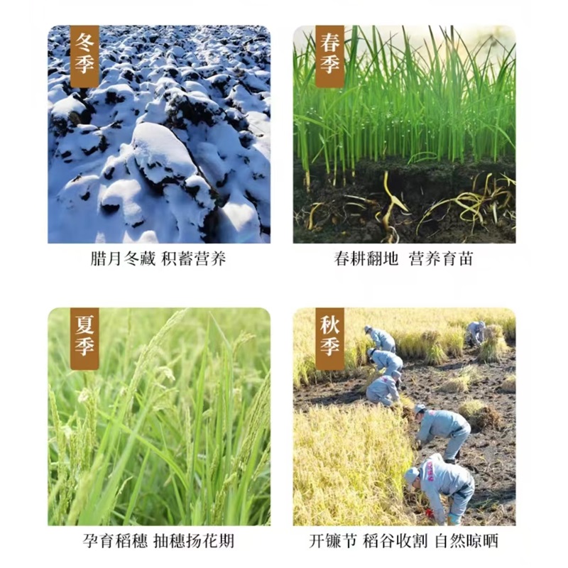 隆谷道好运锦鲤五常大米5kg/袋高清大图
