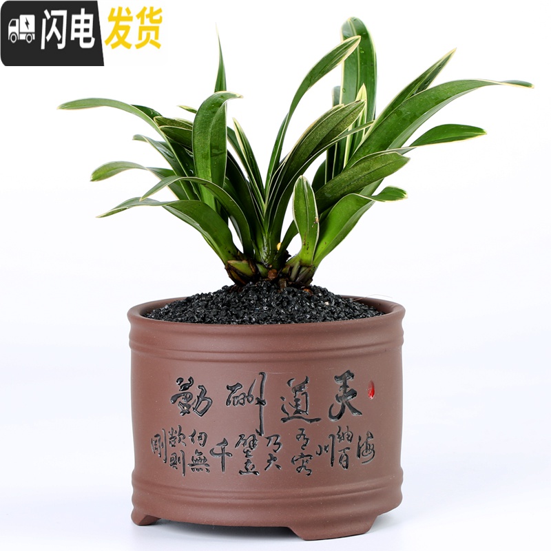 三维工匠紫砂多肉花盆陶瓷多肉植物粗陶复古素烧家用创意小简约菖蒲文竹盆 紫砂0230-2上善若水-黑 小花盆容器高清大图