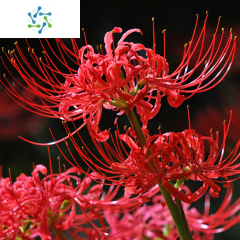 彼岸花绣 报价行情 排行 品牌 参数 怎么样 图片 商家 苏宁易购