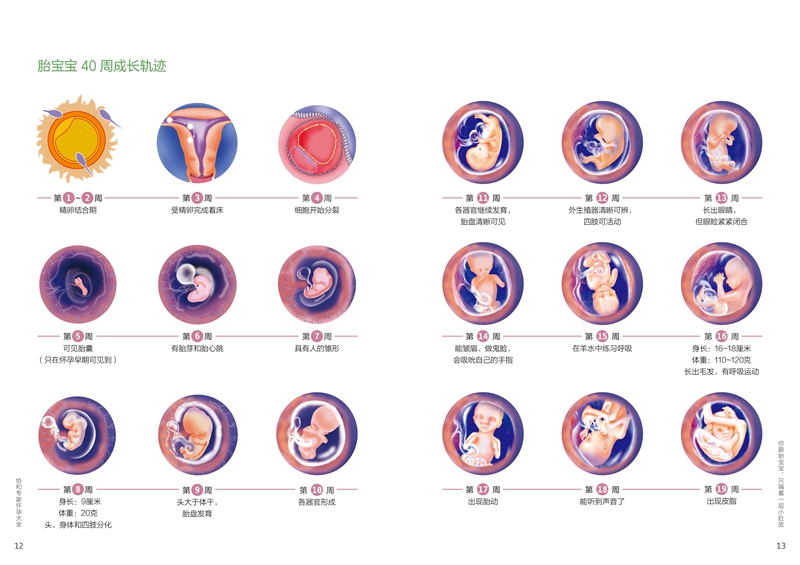 [醉染正版]协和专家怀孕书籍孕期书籍大全孕妇书籍大全 怀孕期孕期饮食大全孕妇食谱孕妇食谱 菜谱 大全十月怀胎全套孕妇餐食高清大图