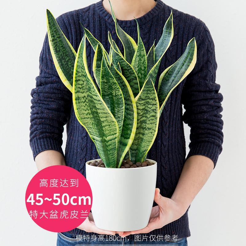 虎皮兰室内盆栽吸甲醛植物室内净化空气大虎尾兰绿植金边虎皮兰