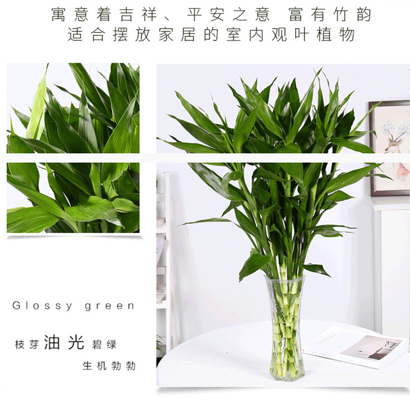 富贵竹(绿)