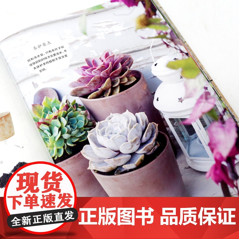 家庭园艺盆栽 106种不会失败的小空间花园方案 室内外园艺绿植栽培家庭园艺盆栽选择植物搭配技巧 空间花园打造家庭园艺设计高清大图