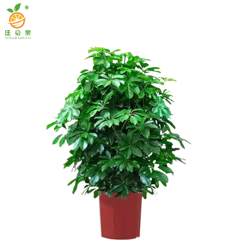 廷豪果 鸭掌木盆栽 胸径5-6cm /棵高清大图