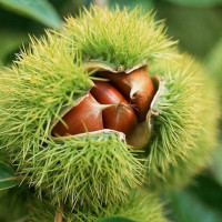 【中华特色馆】菏泽馆葵哥新鲜毛板栗500g 个大去皮 华东