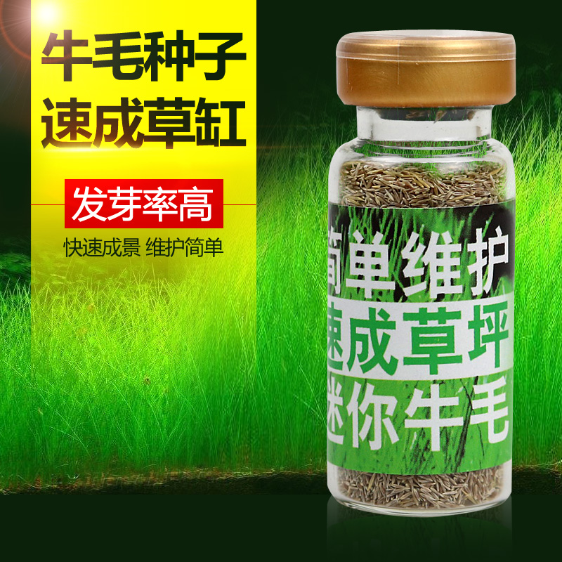 鱼缸装饰水 前景造景 迷你真水小对叶皮牛毛毡高清大图
