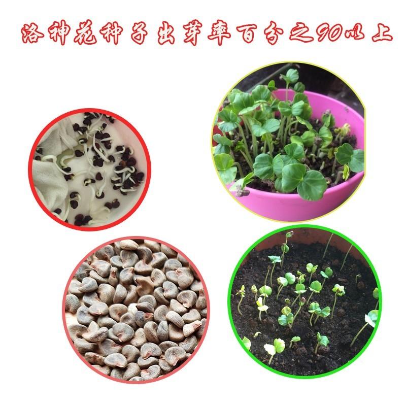 散装洛神花种子 红桃K种子 玫瑰茄种子可食用观赏花卉种子 洛神花种子100粒+肥
