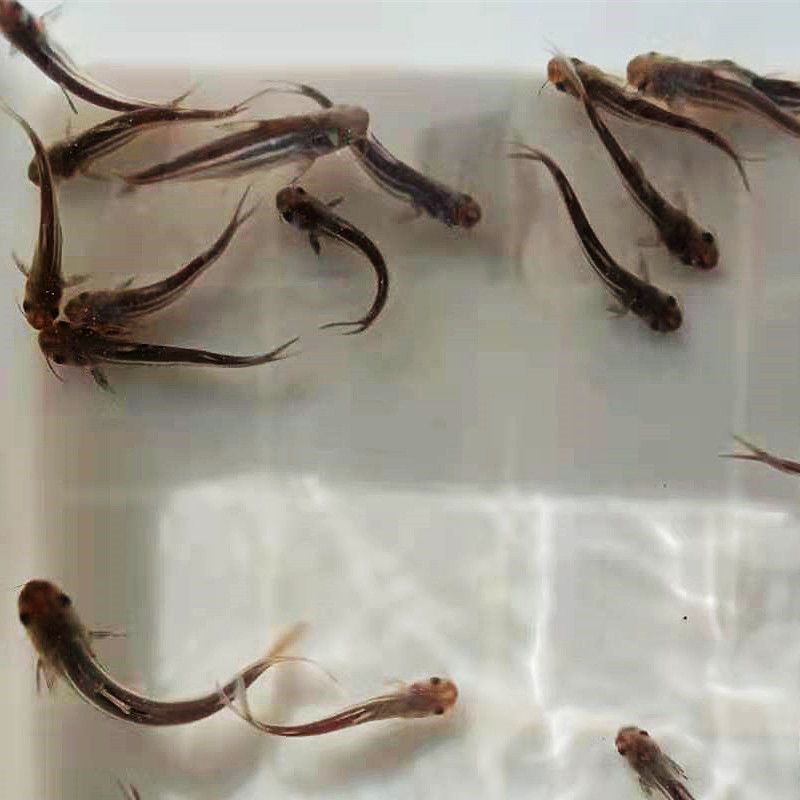 淡水蓝鲨鱼苗成吉思汗鲨虎头鲨大白鲨中大型凶猛热带