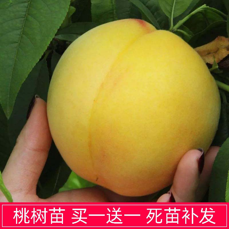 嫁接桃树苗地栽当年结果冬桃树嫁接苗桃树果苗特大早熟巨型黄桃苗报价 参数 图片 视频 怎么样 问答 苏宁易购