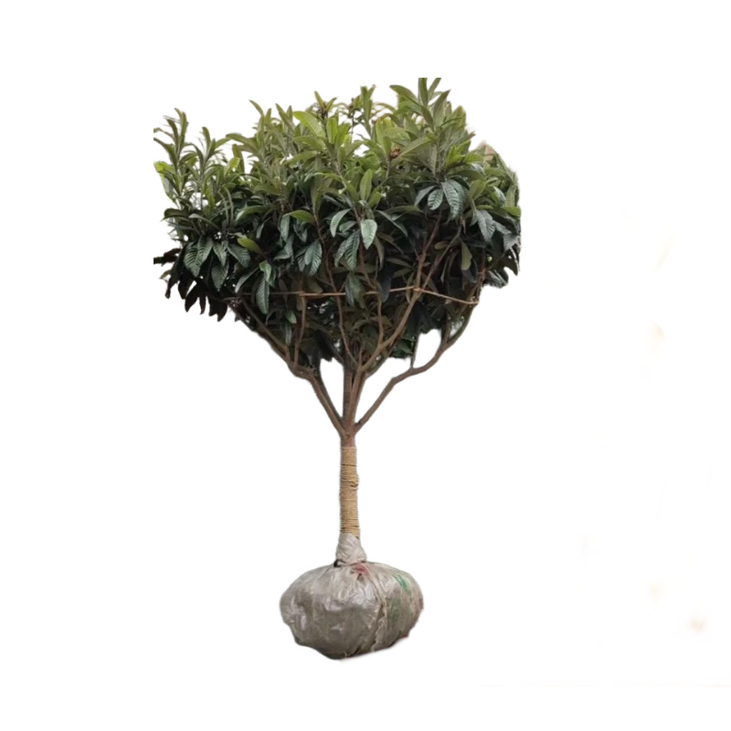 诚智旺 枇杷树 12年苗/棵