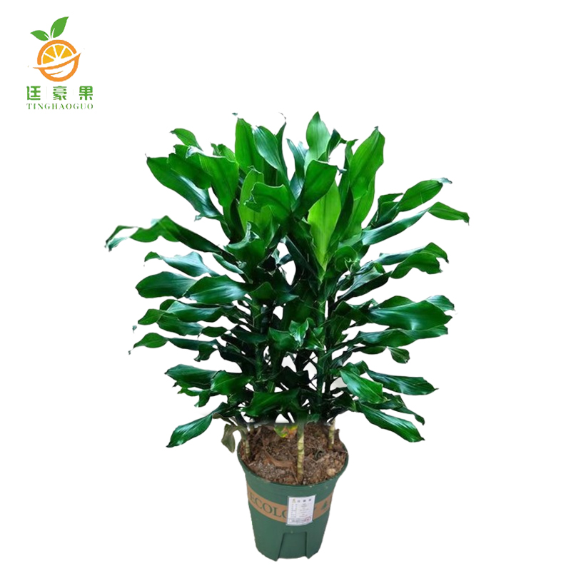 廷豪果 精品螺纹铁 60cm高清大图
