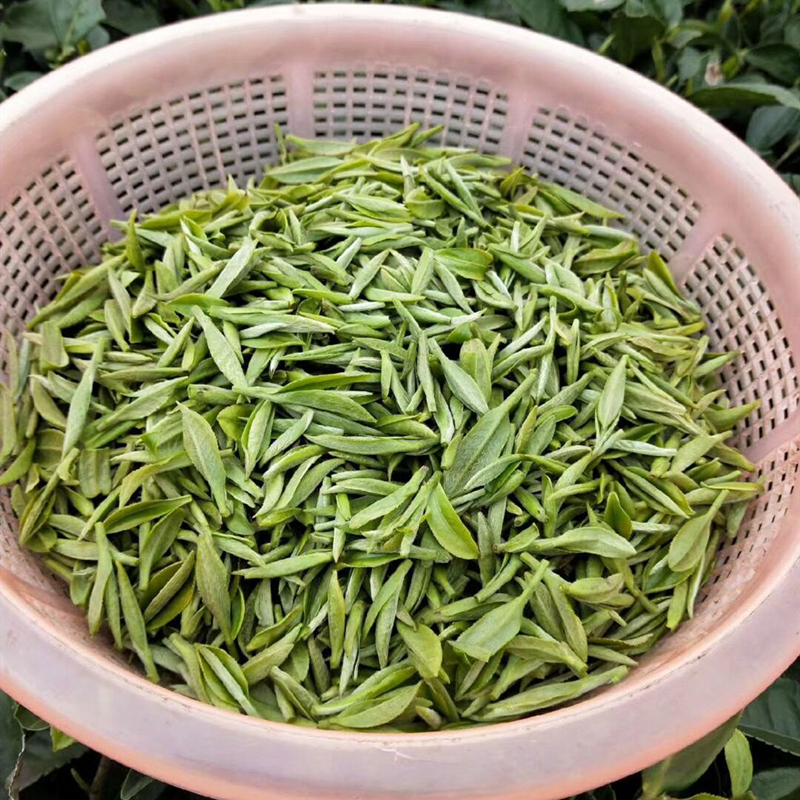 福建高山绿茶茶叶日照充足明前春茶散装浓香型共250g