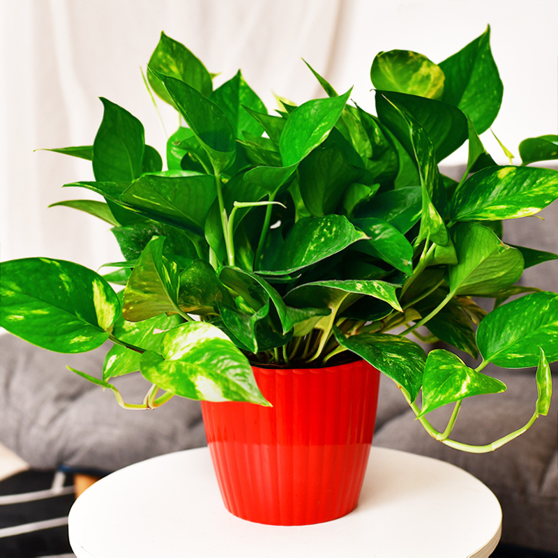 绿萝盆栽室内弹痕净化空气大绿箩长藤绿植花卉观叶植物