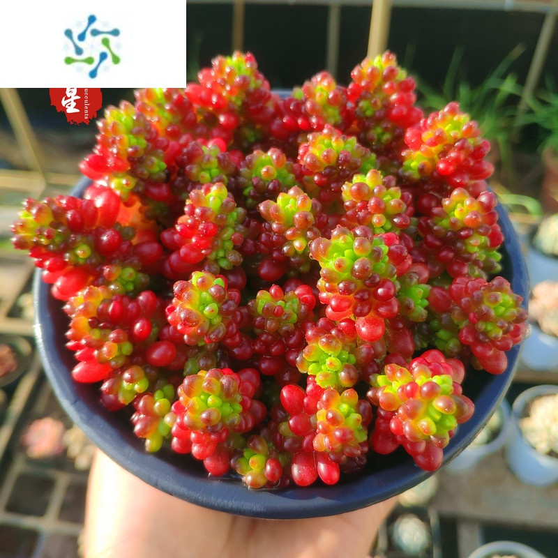 三维工匠红色浆果小红莓老桩四季好养易繁殖小贵货罕见粉色阳台盆栽