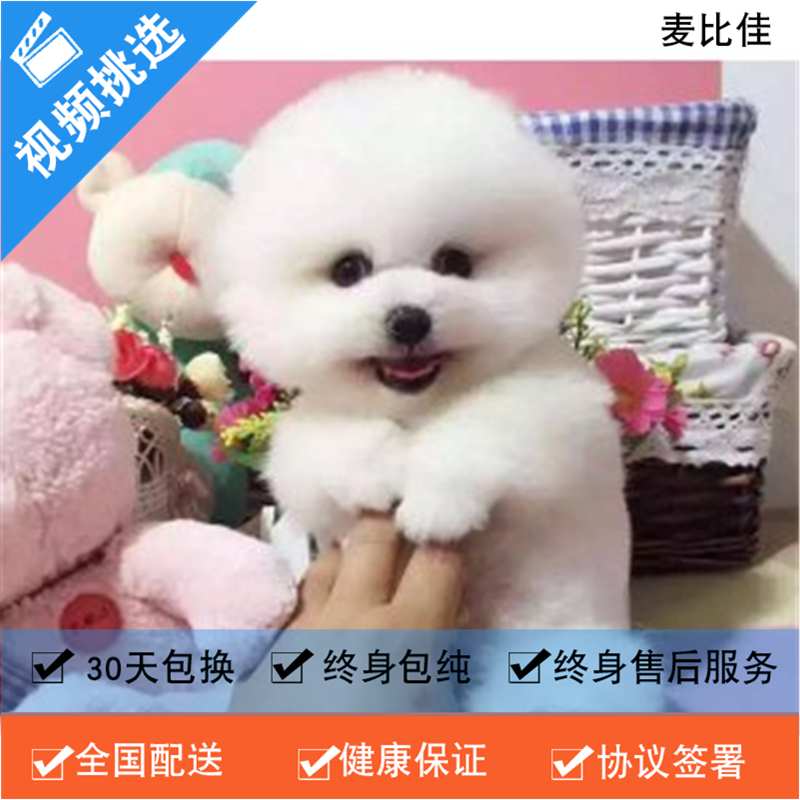 麦比佳 纯种哈多利系球体博美活体宠物 茶杯俊介博美 日系俊杰双血统长不大的茶杯狗白色博美犬 赛级博美犬活体狗狗纯种博美犬高清大图