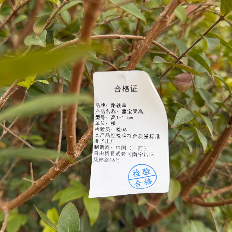 路轶森 嘉宝果高 1-1.5m 棵高清大图