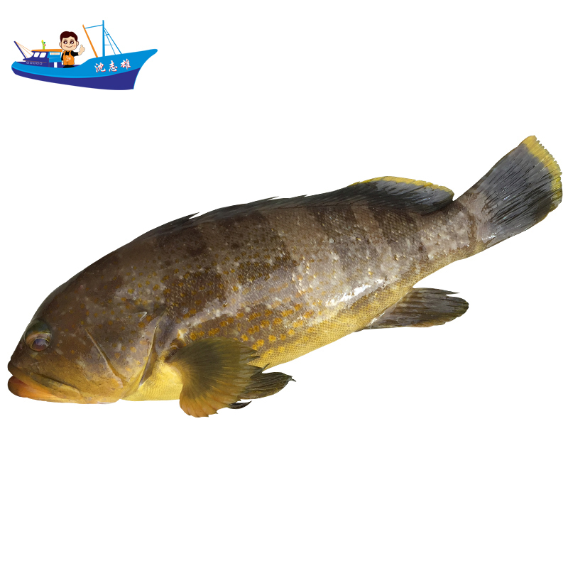 沈志雄 Shen Zhi Xiong 鱼类 国产 已通过核酸检测 沈志雄船长东山岛海捕海鲜石斑鱼土斑九带石斑鱼红斑鱼半斤左右一条的规格2条共1斤 价格 图片品牌报价 苏宁易购沈志雄生鲜旗舰店