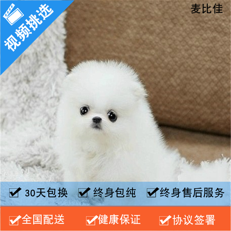 麦比佳 纯种哈多利系球体博美犬活体动物 茶杯博美犬 日系俊杰双血统长不大的茶杯狗白色博美犬 赛级博美犬活体狗狗纯种博美犬高清大图